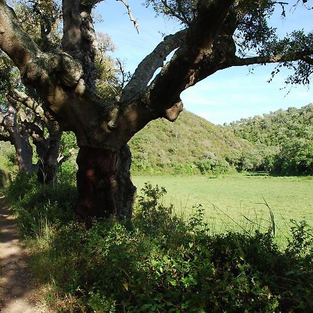 Troviscais Serene Cottage In S O Lu S With Barbecue מראה חיצוני תמונה