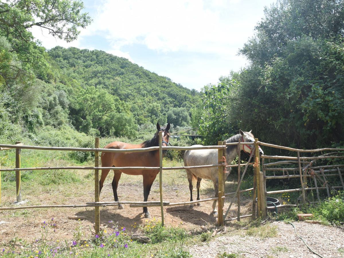 Troviscais Serene Cottage In S O Lu S With Barbecue מראה חיצוני תמונה